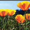 FRANKLIN CANYON RANCH CALIFORNIA POPPIES 3D