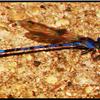 FRANKLIN CANYON RANCH BLUE DRAGONFLY 3D

