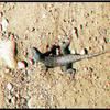 FRANKLIN CANYON RANCH LIZARD 3D