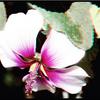 FRANKLIN CANYON LAKE LAVETERA FLOWER 3D