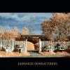 HUNTINGTON GARDEN JAPANESE BONSAI TREES

COLOR INFRARED PHOTOGRAPH

SIZE AVAILABLE:
H18" X W24"