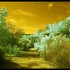 VIEW OF FIRE TRAIL FROM GRAPE ARBOR

COLOR INFRARED