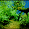 FRANKLIN CANYON GRAPE ARBOR LEANING TREE PATH

DIGITALLY PAINTED INFRARED
H24"Xw36"

2010
