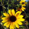 FRANKLIN CANYON FALL SUNFLOWER 

COLOR PHOTOGRAPH
H24"Xw36"

2010