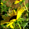 FRANKLIN CANYON FALL SUNFLOWER #2

COLOR PHOTOGRAPH
H24"Xw36"

2010

