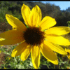 FRANKLIN CANYON FALL SUNFLOWER #3

COLOR PHOTOGRAPH
H24"Xw36"

2010