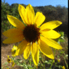 FRANKLIN CANYON FALL SUNFLOWER #4

COLOR PHOTOGRAPH
H24"Xw36"

2010