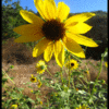 FRANKLIN CANYON FALL SUNFLOWER #5

COLOR PHOTOGRAPH
H24"Xw36"

2010