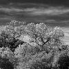 MALIBU CANYON HILLS TWO TREES
INFRARED BW
H2FTXW3FT

2010