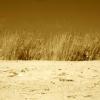 VENTURA BEACH #3

SEPIA TONED INFRARED

H24" X W36"
2010

