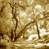 TOPANGA CANYON ROAD WITH BENDING TREES

SEPIA TONED INFRARED

H24" X W36"
2010