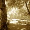 TOPANGA  CANYON ROAD

SEPIA TONED INFRARED

H24" X W36"
2010